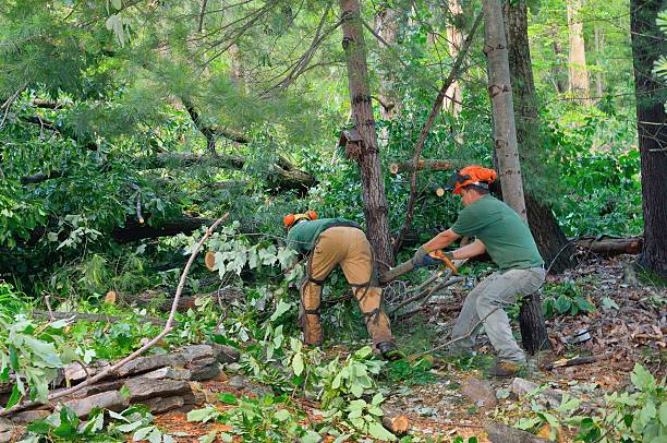 Best Arborist Services Near Me  in Reston, VA